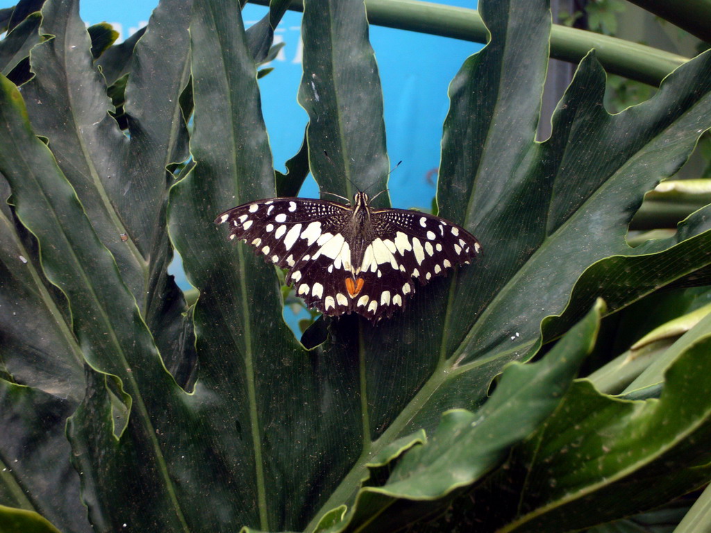 Butterfly in the Butterfly Pavilion at Butterfly Spring Park