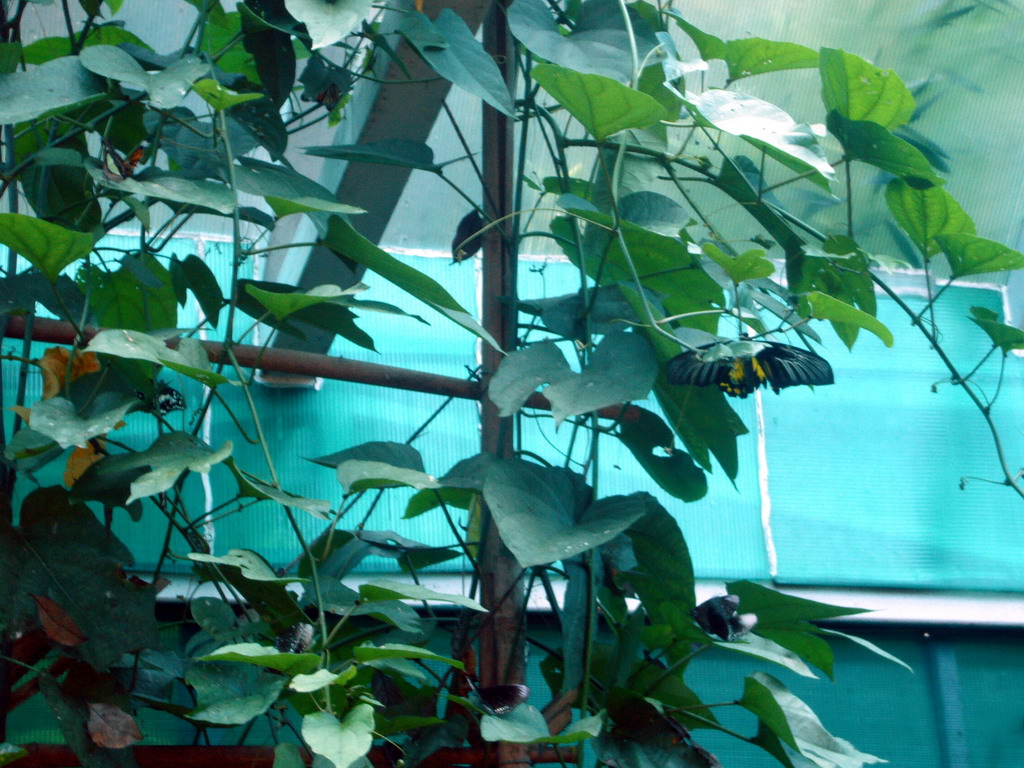 Butterflies in the Butterfly Pavilion at Butterfly Spring Park