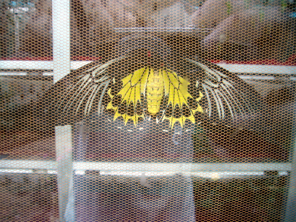 Butterfly in the Butterfly Pavilion at Butterfly Spring Park