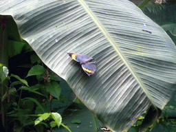 Butterflies in the Butterfly Pavilion at Butterfly Spring Park