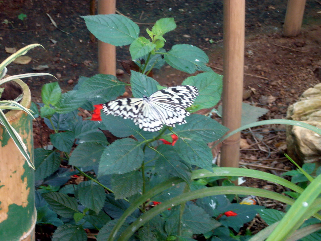 Butterfly in the Butterfly Pavilion at Butterfly Spring Park