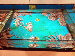 Octopuses at the Xiaweiyi Seafood restaurant at Fushun Street