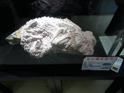 Fossil in the museum at the entrance of the Dalian Jinshitan Coastal National Geopark
