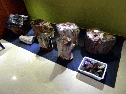 Petrified wood in the museum at the entrance of the Dalian Jinshitan Coastal National Geopark
