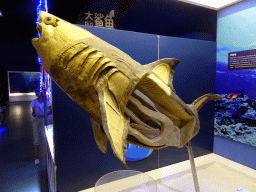 Stuffed Shortfin Mako Shark at the First Floor of the Dalian Jinshitan Mystery of Life Museum