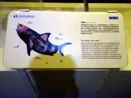 Explanation on the Shortfin Mako Shark at the First Floor of the Dalian Jinshitan Mystery of Life Museum