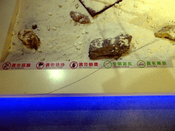 Chinglish sign at the First Floor of the Dalian Jinshitan Mystery of Life Museum