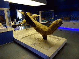 Stuffed Seal at the First Floor of the Dalian Jinshitan Mystery of Life Museum