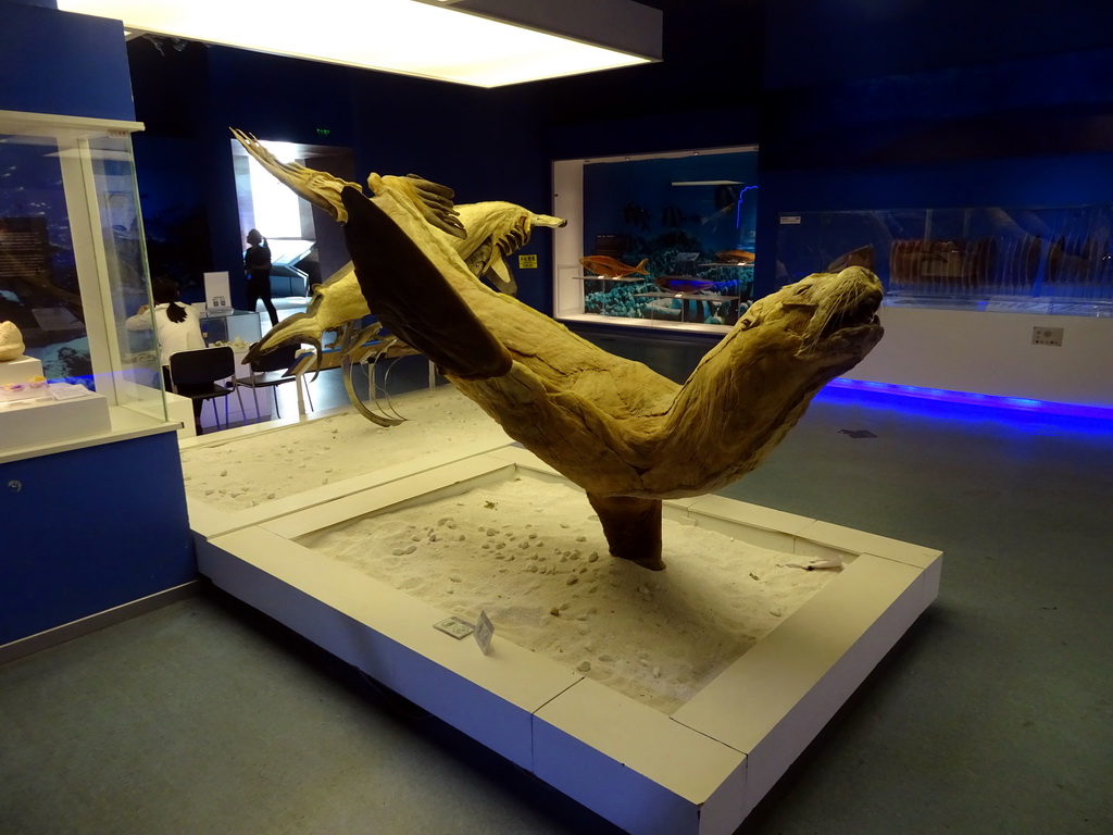 Stuffed Seal at the First Floor of the Dalian Jinshitan Mystery of Life Museum