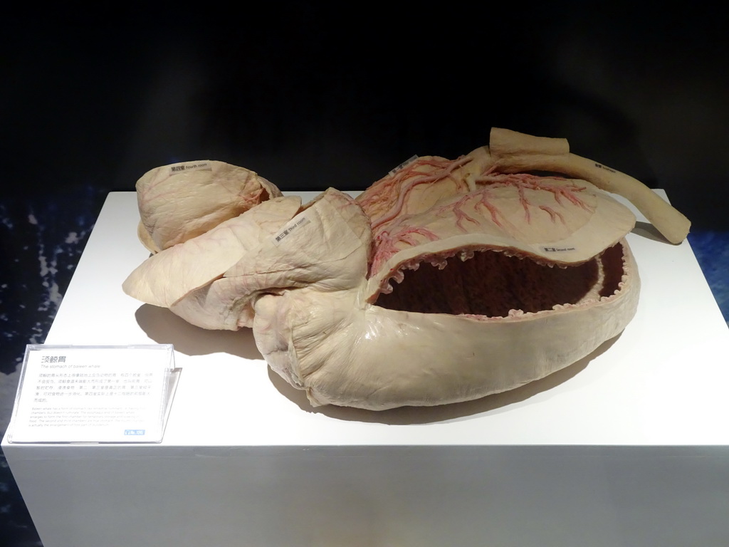 Stuffed Stomach of Baleen Whale at the First Floor of the Dalian Jinshitan Mystery of Life Museum, with explanation