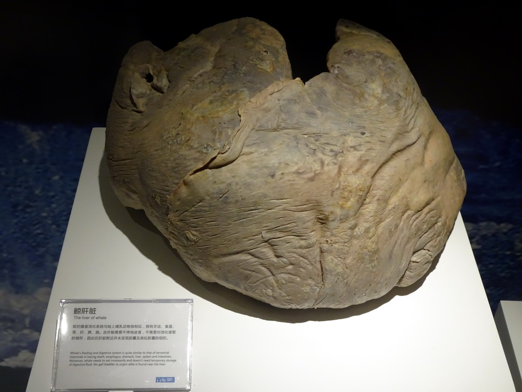 Stuffed Liver of Whale at the First Floor of the Dalian Jinshitan Mystery of Life Museum, with explanation