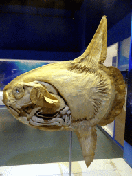 Stuffed Sun Fish at the First Floor of the Dalian Jinshitan Mystery of Life Museum