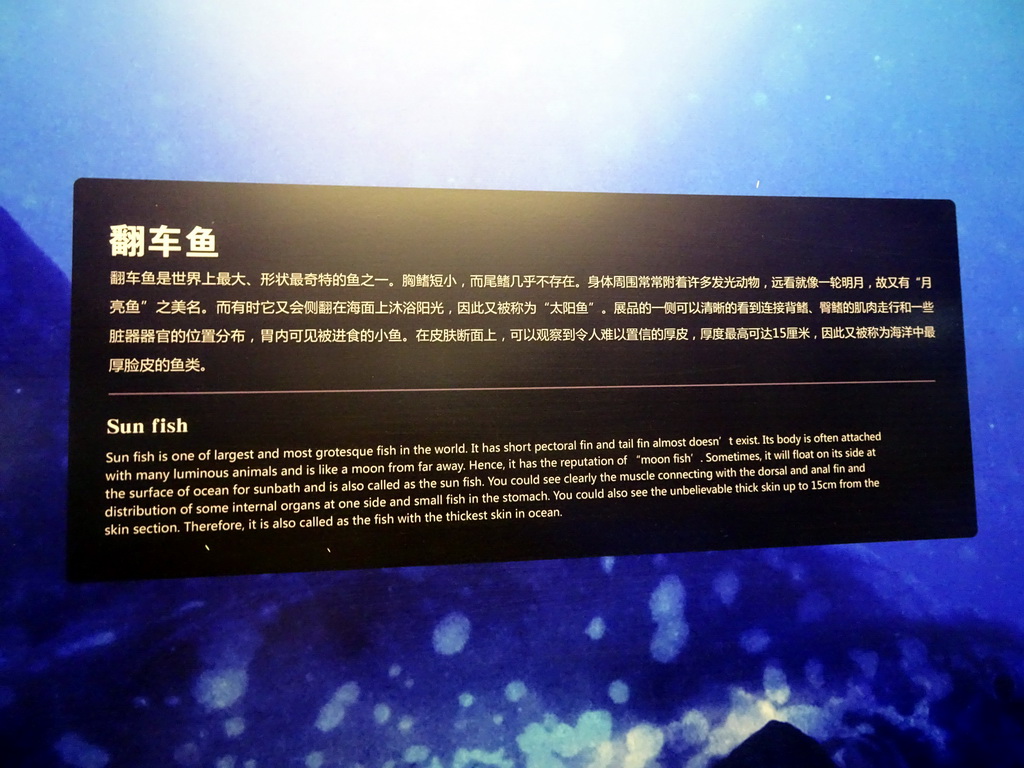 Explanation on the Sun Fish at the First Floor of the Dalian Jinshitan Mystery of Life Museum