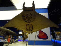 Stuffed Giant Devil Ray at the First Floor of the Dalian Jinshitan Mystery of Life Museum