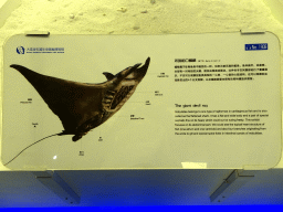 Explanation on the Giant Devil Ray at the First Floor of the Dalian Jinshitan Mystery of Life Museum