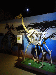 Skeleton of a Giraffe at the Second Floor of the Dalian Jinshitan Mystery of Life Museum