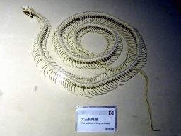 Skeleton of a King Ratsnake at the Second Floor of the Dalian Jinshitan Mystery of Life Museum, with explanation