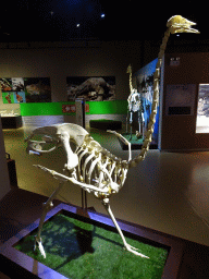 Skeleton of an Ostrich at the Second Floor of the Dalian Jinshitan Mystery of Life Museum
