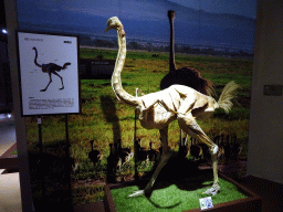 Stuffed Ostrich at the Second Floor of the Dalian Jinshitan Mystery of Life Museum, with explanation
