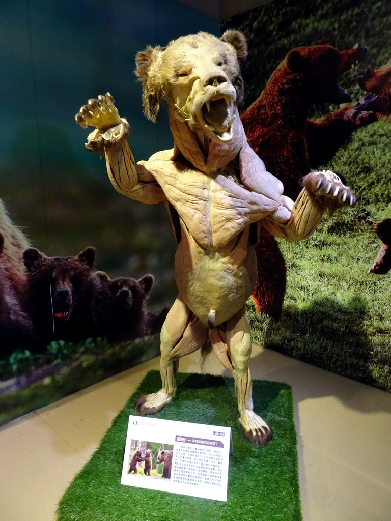 Stuffed Beer at the Second Floor of the Dalian Jinshitan Mystery of Life Museum, with explanation