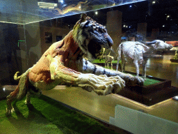 Stuffed Tiger at the Second Floor of the Dalian Jinshitan Mystery of Life Museum