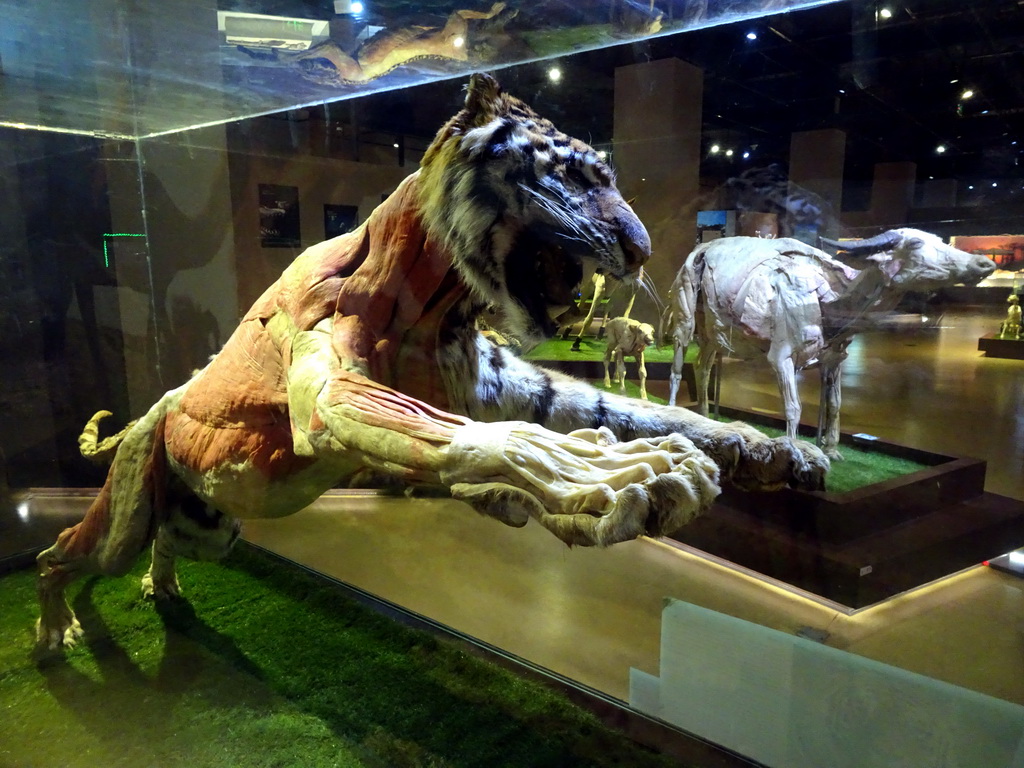 Stuffed Tiger at the Second Floor of the Dalian Jinshitan Mystery of Life Museum