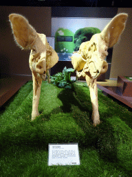 Stuffed Pig split in two, at the Second Floor of the Dalian Jinshitan Mystery of Life Museum, with explanation