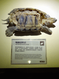 The nervous system of a Turtle, at the Second Floor of the Dalian Jinshitan Mystery of Life Museum, with explanation