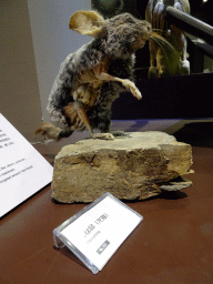 Stuffed Chinchilla at the Second Floor of the Dalian Jinshitan Mystery of Life Museum, with explanation