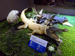 Stuffed Crocodile and birds at the Second Floor of the Dalian Jinshitan Mystery of Life Museum, with explanation