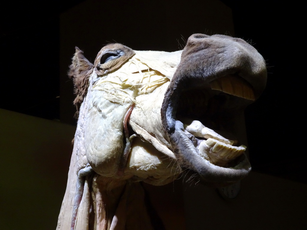 Stuffed Horse head at the Second Floor of the Dalian Jinshitan Mystery of Life Museum