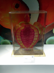 Transparent Tortoise at the Second Floor of the Dalian Jinshitan Mystery of Life Museum, with explanation