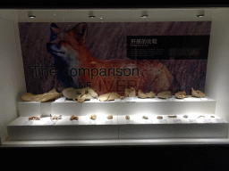 Stuffed Livers from several animals, at the Second Floor of the Dalian Jinshitan Mystery of Life Museum, with explanation