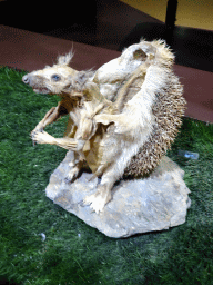Stuffed Hedgehog at the Second Floor of the Dalian Jinshitan Mystery of Life Museum