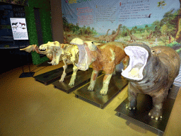 Stuffed Hippopotamuses at the Second Floor of the Dalian Jinshitan Mystery of Life Museum, with explanation