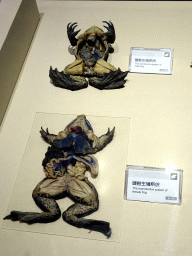 Reproductive systems of male and female frogs, at the Second Floor of the Dalian Jinshitan Mystery of Life Museum, with explanation