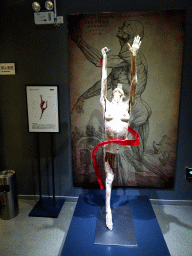 Female dancer at the Body World exhibition at the Third Floor of the Dalian Jinshitan Mystery of Life Museum, with explanation