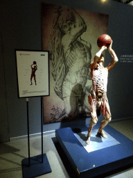 Male basketball player at the Body World exhibition at the Third Floor of the Dalian Jinshitan Mystery of Life Museum, with explanation
