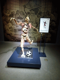 Male football player at the Body World exhibition at the Third Floor of the Dalian Jinshitan Mystery of Life Museum, with explanation
