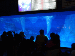 Beluga Whales at the Pole Aquarium at the Dalian Laohutan Ocean Park