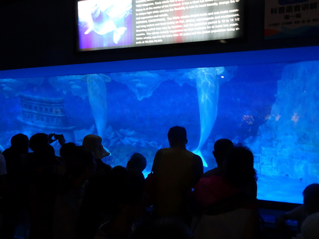 Beluga Whales at the Pole Aquarium at the Dalian Laohutan Ocean Park