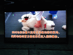 Young Polar Bear on the TV screen in the Main Hall of the Pole Aquarium at the Dalian Laohutan Ocean Park, just before the Water Show