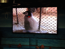 Young Penguin on the TV screen in the Main Hall of the Pole Aquarium at the Dalian Laohutan Ocean Park, just before the Water Show