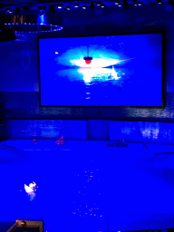 Dolphin and zookeeper in the Main Hall of the Pole Aquarium at the Dalian Laohutan Ocean Park, during the Water Show