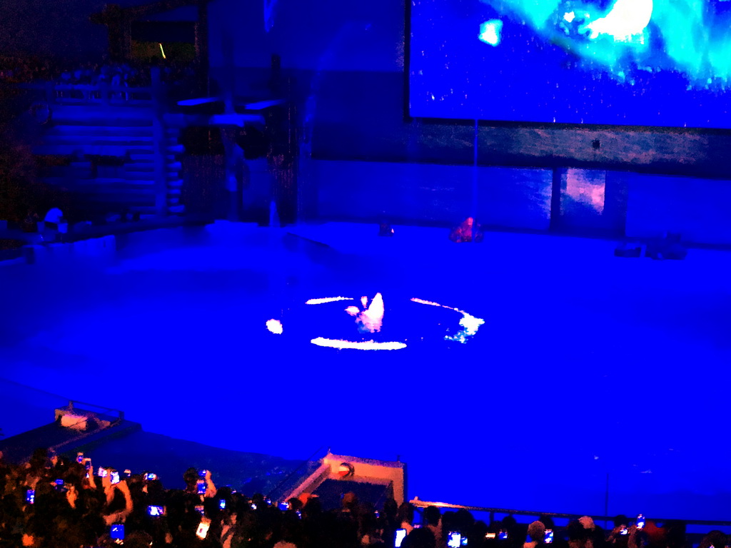 Dolphins and zookeeper in the Main Hall of the Pole Aquarium at the Dalian Laohutan Ocean Park, during the Water Show