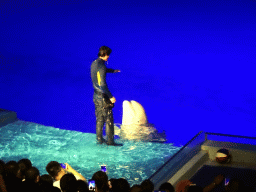 Beluga Whale and zookeeper in the Main Hall of the Pole Aquarium at the Dalian Laohutan Ocean Park, during the Water Show
