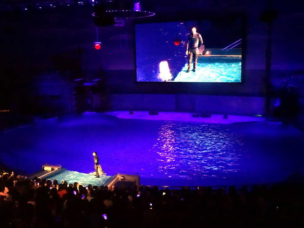 Beluga Whale and zookeeper in the Main Hall of the Pole Aquarium at the Dalian Laohutan Ocean Park, during the Water Show