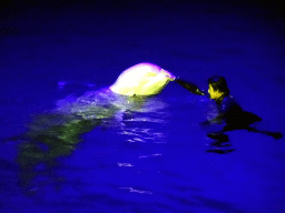 Beluga Whale and zookeeper in the Main Hall of the Pole Aquarium at the Dalian Laohutan Ocean Park, during the Water Show