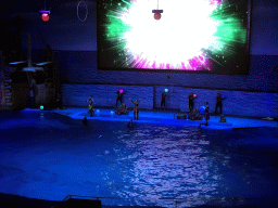 Dolphins and zookeepers in the Main Hall of the Pole Aquarium at the Dalian Laohutan Ocean Park, during the Water Show