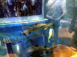 Sharks and other fish at the Pole Aquarium at the Dalian Laohutan Ocean Park